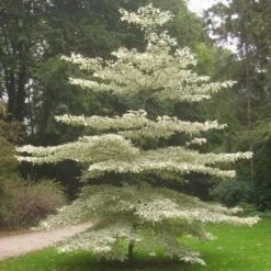 Cornus Controversa Variegata - Wedding Cake Tree