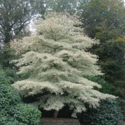 Cornus Controversa Variegata - Wedding Cake Tree -Fruit Garden Shop Cornus controversa Variegata 05