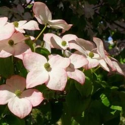 Cornus Kousa Satomi - Japanese Dogwood -Fruit Garden Shop Cornus kousa Satomi 01