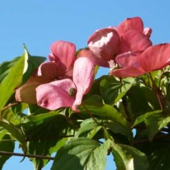 Cornus Kousa Satomi - Japanese Dogwood -Fruit Garden Shop Cornus kousa Satomi 03