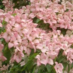 Cornus Kousa Satomi - Japanese Dogwood -Fruit Garden Shop Cornus kousa Satomi 05