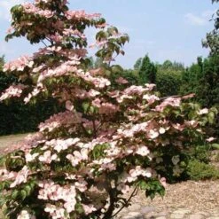 Cornus Kousa Satomi - Japanese Dogwood -Fruit Garden Shop Cornus kousa Satomi 07