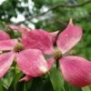 Cornus Capitata Kilmacuragh Rose -Fruit Garden Shop Cornus capitata Kilmacuragh Rose 01x