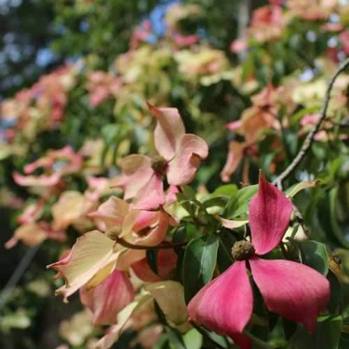 Cornus Capitata Kilmacuragh Rose 4 Cornus Capitata Kilmacuragh Rose - Image 2