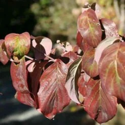 Cornus Florida Cherokee Chief -Fruit Garden Shop Cornus florida Cherokee Chief 02