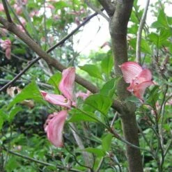 Cornus Florida Rubra 12 Cornus Florida Rubra -Fruit Garden Shop Cornus florida Rubra 02