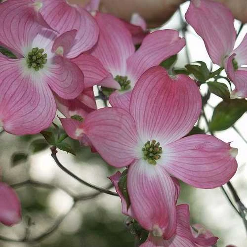 Cornus Florida Rubra 7 Cornus Florida Rubra - Image 5