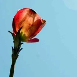 Cornus Florida Rubra 11 Cornus Florida Rubra -Fruit Garden Shop Cornus florida Rubra 04