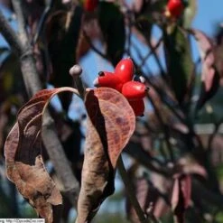 Cornus Florida Rubra 14 Cornus Florida Rubra -Fruit Garden Shop Cornus florida Rubra 06