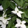 Cornus Kousa 2 Cornus Kousa -Fruit Garden Shop Cornus kousa 02