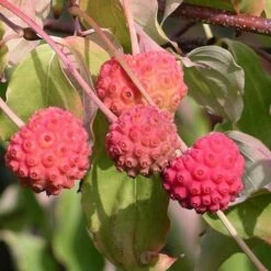 Cornus Kousa -Fruit Garden Shop Cornus kousa 03