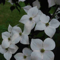 Cornus Kousa Var. Chinensis Claudia - Japanese Dogwood -Fruit Garden Shop Cornus kousa Claudia 06