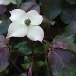 Cornus Kousa Cappuccino