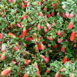 Correa Pulchella -Fruit Garden Shop Correa pulchella 03
