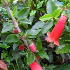 Correa Pulchella -Fruit Garden Shop Correa pulchella 04