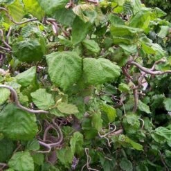 Corylus Avellana Contorta 12 Corylus Avellana Contorta -Fruit Garden Shop Corylus avellana Contorta 09