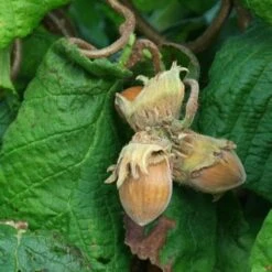 Corylus Avellana Contorta 13 Corylus Avellana Contorta -Fruit Garden Shop Corylus avellana Contorta 12
