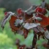 Corylus Avellana Red Majestic -Fruit Garden Shop Corylus avellana Red Majestic 01