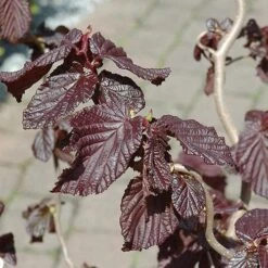 Corylus Avellana Red Majestic -Fruit Garden Shop Corylus avellana Red Majestic 04