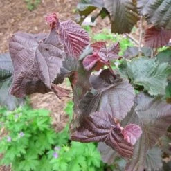 Corylus Avellana Red Majestic -Fruit Garden Shop Corylus avellana Red Majestic 05
