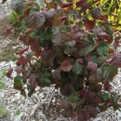Corylus Avellana Red Majestic -Fruit Garden Shop Corylus avellana Red Majestic 06
