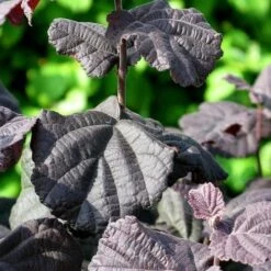 Corylus Avellana Anny's Purple Dream -Fruit Garden Shop Corylus avellana Anny Purple Dream 01