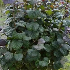 Corylus Avellana Anny's Purple Dream -Fruit Garden Shop Corylus avellana Anny Purple Dream 02x