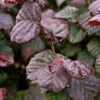 Corylus Avellana Anny's Purple Dream -Fruit Garden Shop Corylus avellana Annys Purple Dream 1