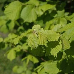 Corylus Avellana Aurea -Fruit Garden Shop Corylus avellana Aurea 02x