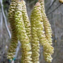 Corylus Avellana Aurea -Fruit Garden Shop Corylus avellana Aurea 03x