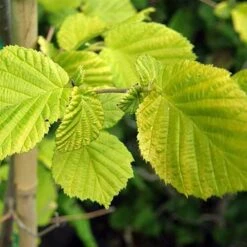 Corylus Avellana Aurea -Fruit Garden Shop Corylus avellana Aurea 04x