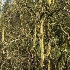 Corylus Avellana Scooter