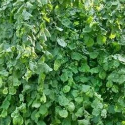 Corylus Avellana Scooter -Fruit Garden Shop Corylusavellanascooter02