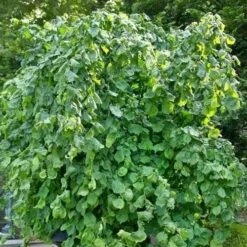 Corylus Avellana Scooter -Fruit Garden Shop Corylusavellanascooter04