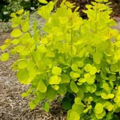 Cotinus Coggygria Golden Spirit -Fruit Garden Shop Cotinus coggygria Golden Spirit 02