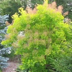 Cotinus Coggygria Golden Spirit -Fruit Garden Shop Cotinus coggygria Golden Spirit 03