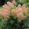 Cotinus Coggygria Young Lady -Fruit Garden Shop Cotinus coggygria Young Lady 01