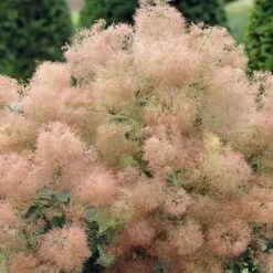 Cotinus Coggygria Young Lady -Fruit Garden Shop Cotinus coggygria Young Lady 03