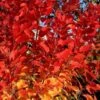 Cotinus Coggygria Flamissimo -Fruit Garden Shop Cotinuscog. Flamissimo 01