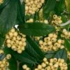 Cotoneaster Rothschildianus -Fruit Garden Shop Cotoneaster Rothschildianus 03