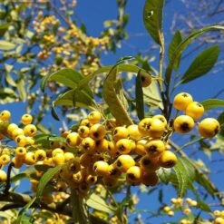 Cotoneaster Rothschildianus -Fruit Garden Shop Cotoneaster Rothschildianus 04