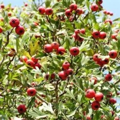 Crataegus Azarolus Geraki -Fruit Garden Shop Crataegus azarolus Geraki 03