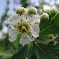 Crataegus Azarolus Geraki -Fruit Garden Shop Crataegus azarolus Geraki 04