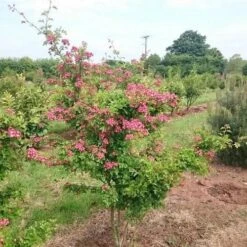 Crataegus Crimson Cloud -Fruit Garden Shop Crataegus Crimson Cloud 01x