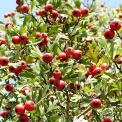 Crataegus Crimson Cloud -Fruit Garden Shop Crataegus Crimson Cloud 03x