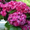 Crataegus Laevigata Paul’s Scarlet 1 Crataegus Laevigata Paul’s Scarlet -Fruit Garden Shop Crataegus Paul scarlet 01
