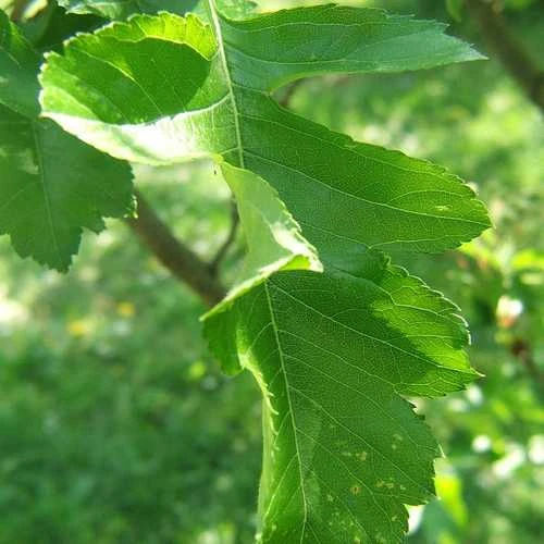 Crataegus Chinensis Syn. Pinnatifida 5 Crataegus Chinensis Syn. Pinnatifida - Image 3