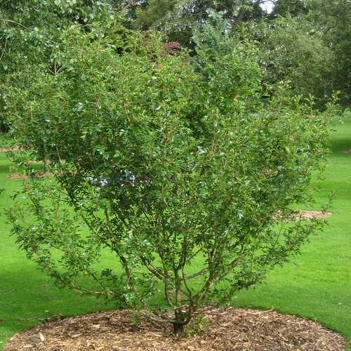 Crataegus Chinensis Syn. Pinnatifida 4 Crataegus Chinensis Syn. Pinnatifida - Image 2