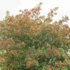 Crataegus Succulenta Jubilee -Fruit Garden Shop Crataegus succulenta Jubilee 02