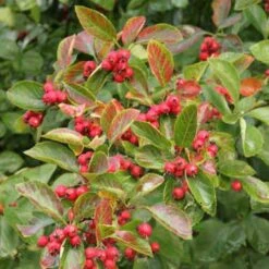Crataegus Succulenta Jubilee -Fruit Garden Shop Crataegus succulenta Jubilee 03